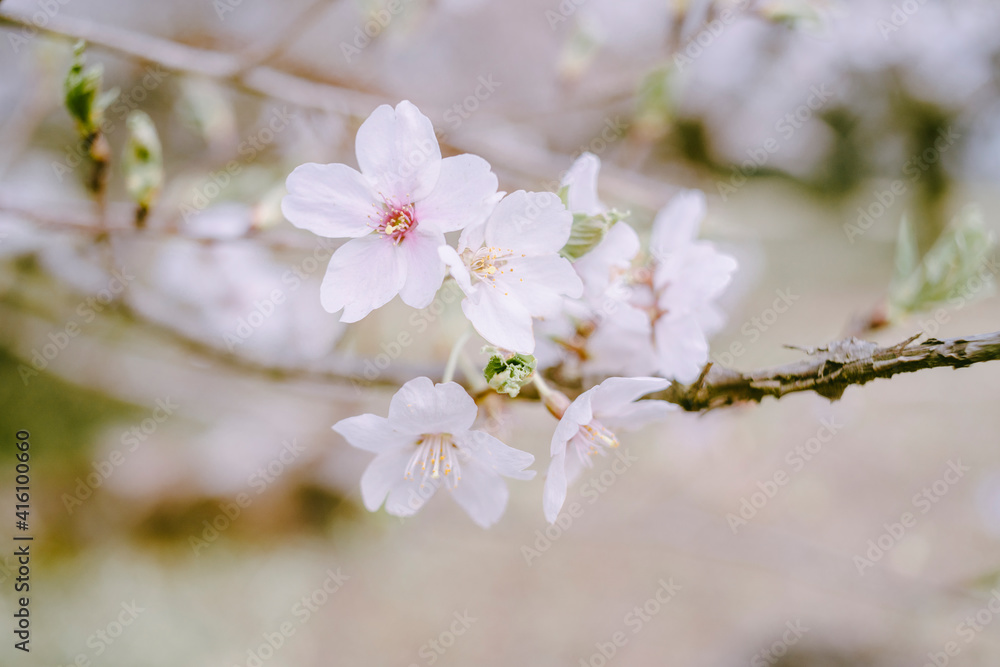 桜_クローズアップ