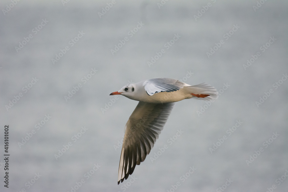 seagull in flight seagull in flight
