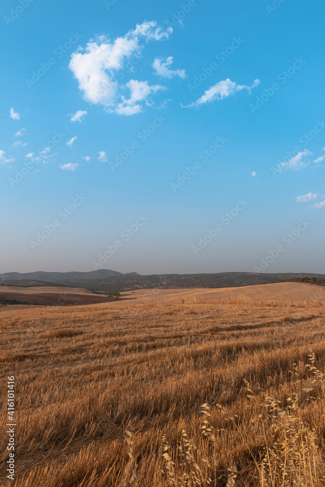 Sheep grazing fields and cereal cultivation