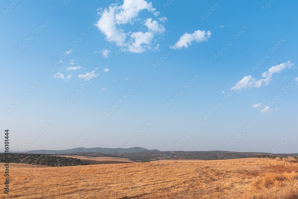 Sheep grazing fields and cereal cultivation
