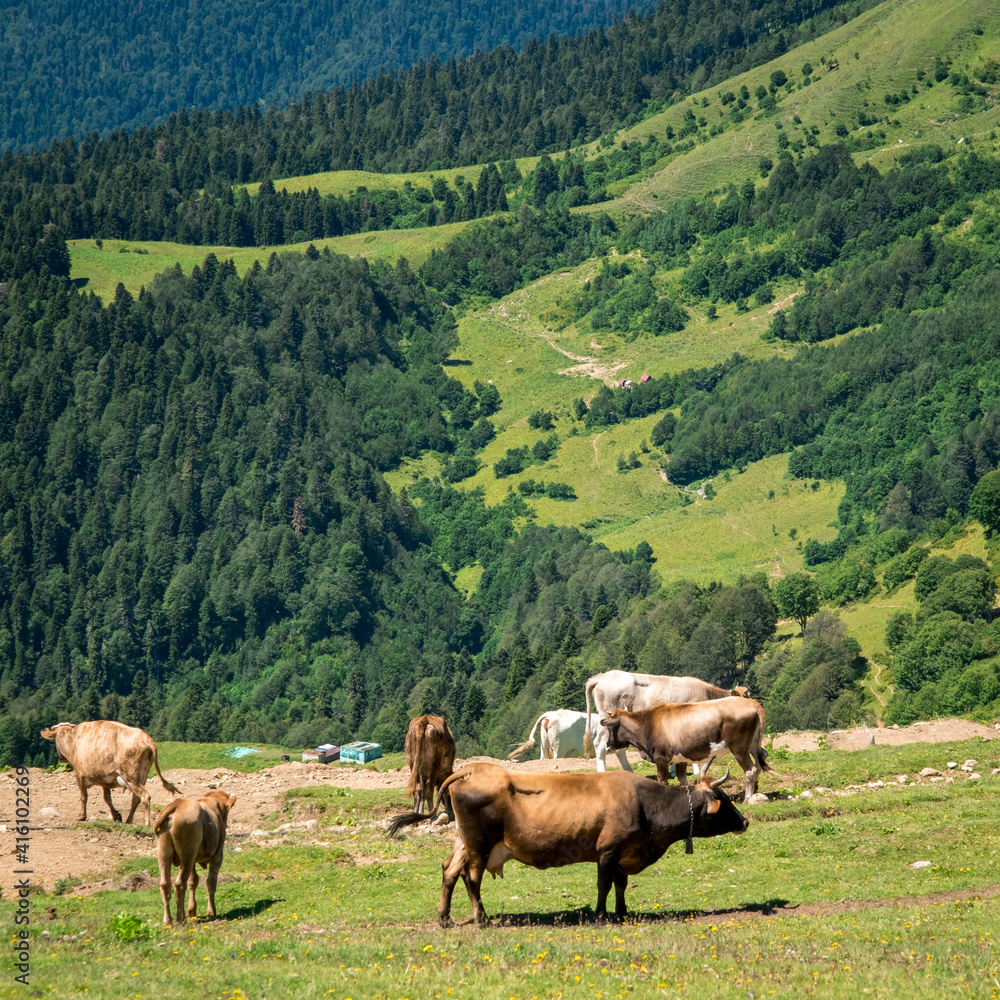 Summer landscapes of the Caucasus mountains in Rosa Khutor, Russia, Sochi, Krasnaya Polyana. Peak 2320m. A herd of cows grazing in a mountain meadow