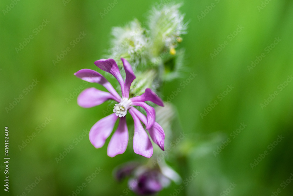 Obraz premium flower in the garden