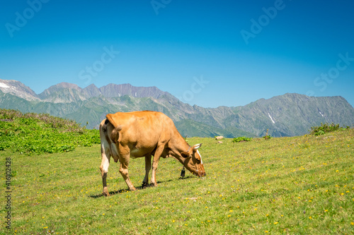 Summer landscapes of the Caucasus mountains in Rosa Khutor, Russia, Sochi, Krasnaya Polyana. Peak 2320m. A cow grazes on a mountain meadow photo