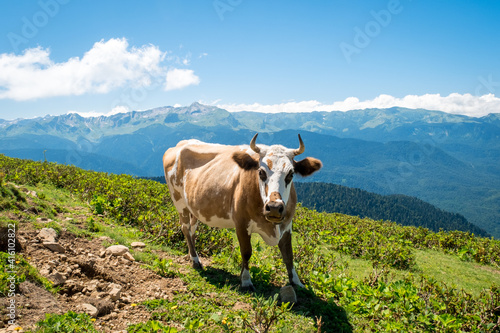 Summer landscapes of the Caucasus mountains in Rosa Khutor, Russia, Sochi, Krasnaya Polyana. Peak 2320m. A cow grazes on a mountain meadow photo