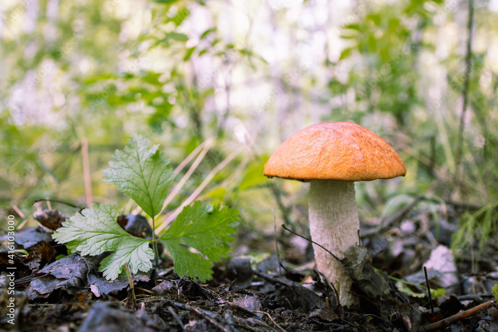 boletus in natural natural conditions of growth boletus in natural natural conditions of growth