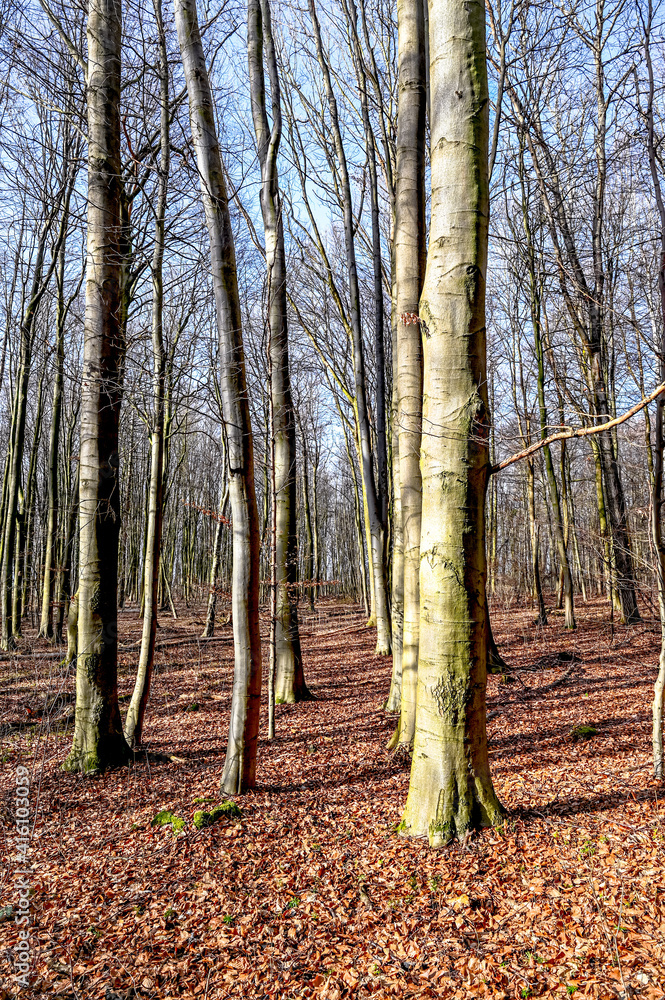 Naklejka premium autumn in the forest
