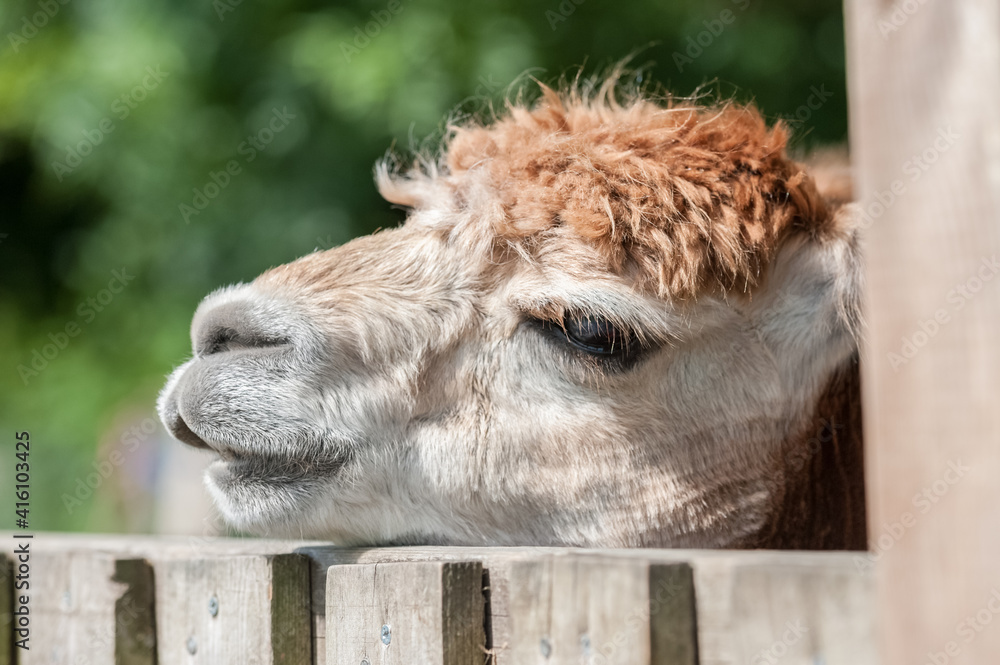 Fototapeta premium closeup head shot of a sleepy alpaca with its head on a paddock fence