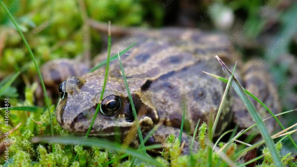 A common frog, Rana temporaria, hiding between the green gras and moss in Ireland A common frog, Rana temporaria, hiding between the green gras and moss in Ireland