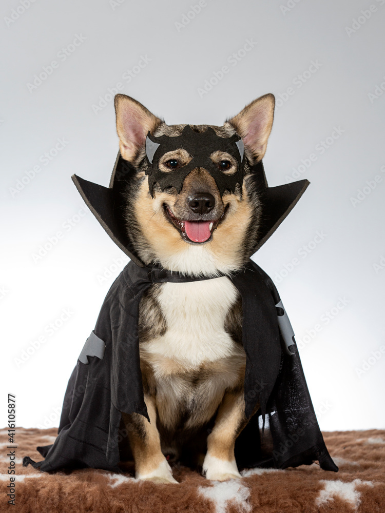 Funny dog picture. Dog is wearing halloween outfit, dog costume concept image. Greeting card material with copy space.