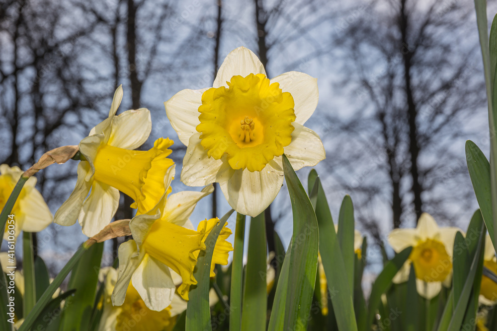 Yellow narcissus, in a wild forest in Holland Yellow narcissus, in a wild forest in Holland
