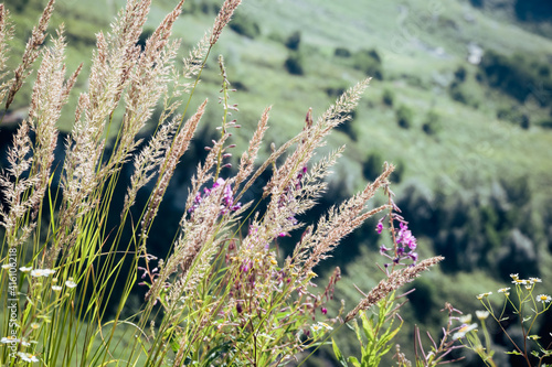 flowers and grass in a mountain meadow on a forest background
