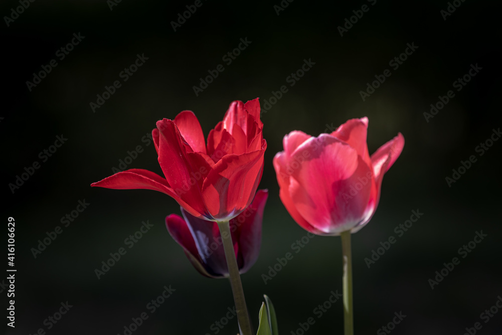 Light and shadow on the red tulips in the garden Light and shadow on the red tulips in the garden