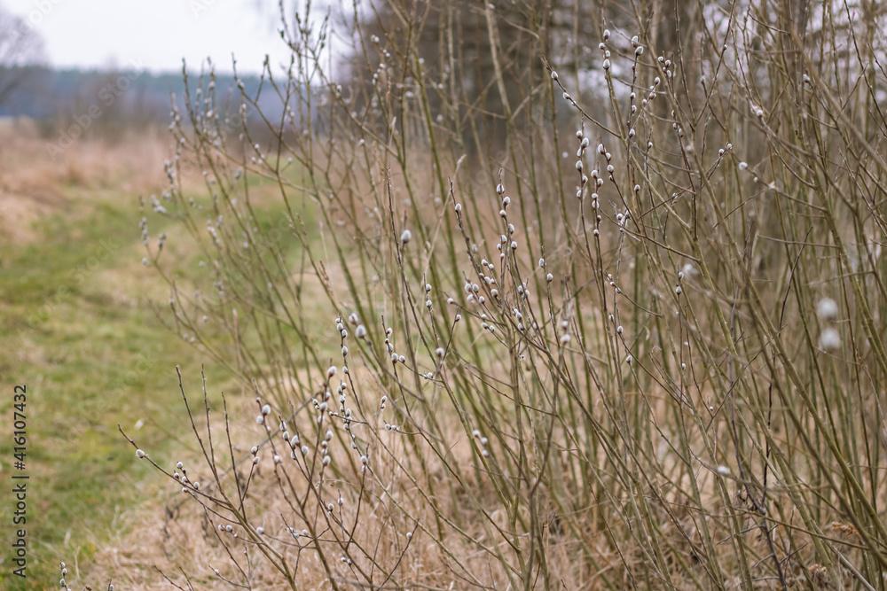 Willow branches with buds before flowering. Spring. Fluffy tree buds Willow branches with buds before flowering. Spring. Fluffy tree buds