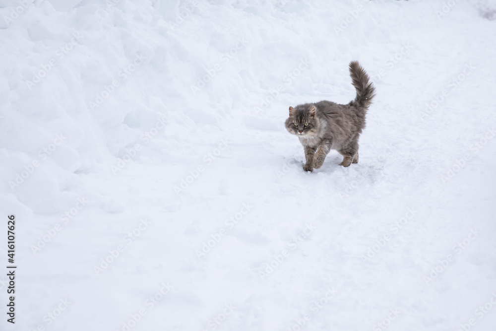 A gray fluffy cat walks in the snow in winter. A gray fluffy cat walks in the snow in winter.