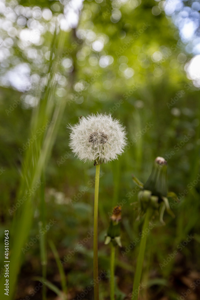 Taraxacum blooming in the middle of the wild forest Taraxacum blooming in the middle of the wild forest