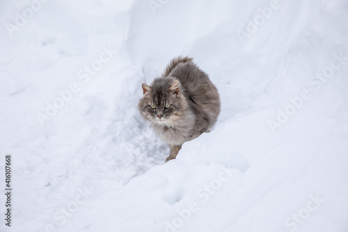 A gray fluffy cat walks in the snow in winter. © Studiomiracle