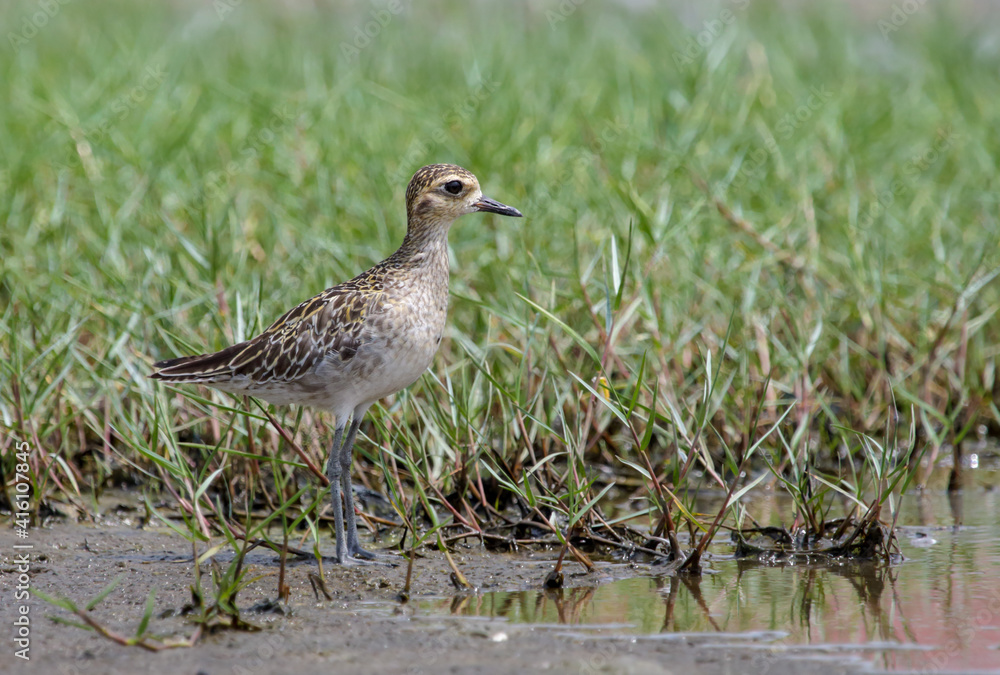 Obraz premium Pacific golden plover.The Pacific golden plover, or Pacific golden-plover is a medium-sized plover. 
