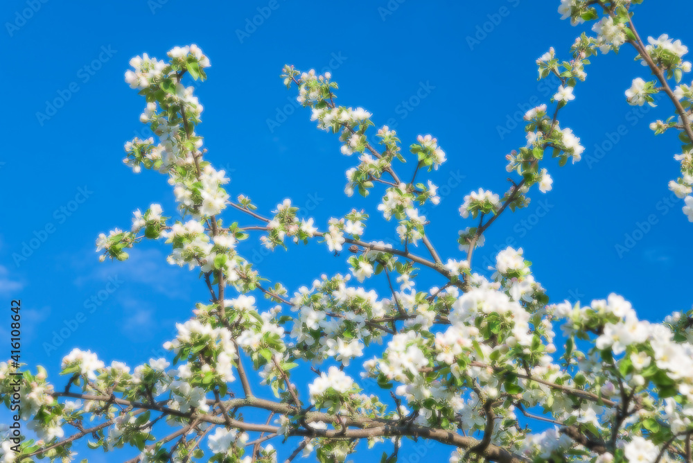 Beautiful apple tree in bloom against the blue sky