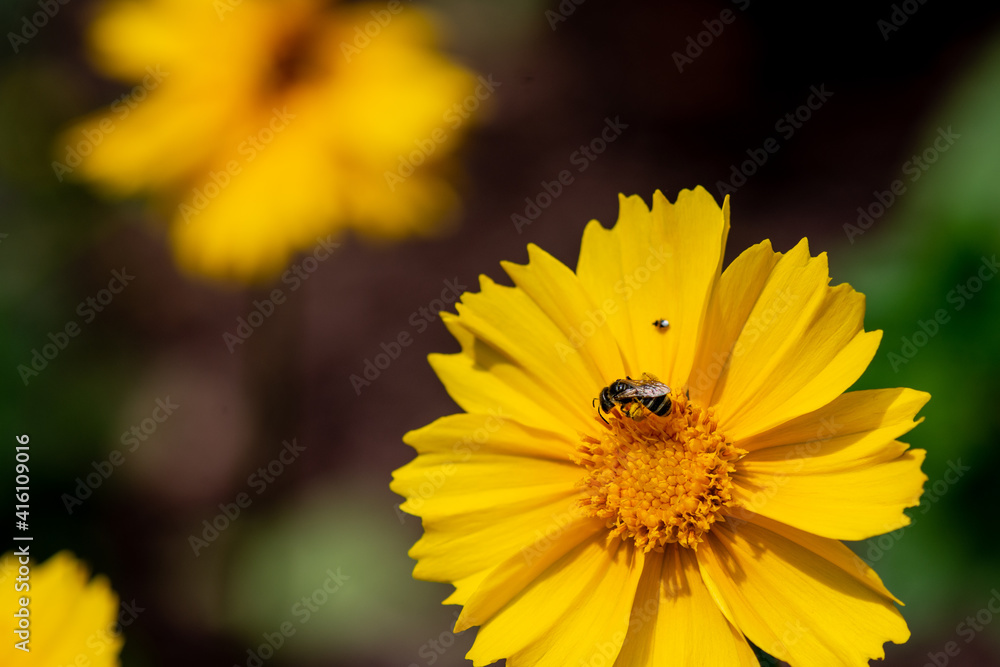Yellow Tickseed, Coreopsis with Sweat Bee