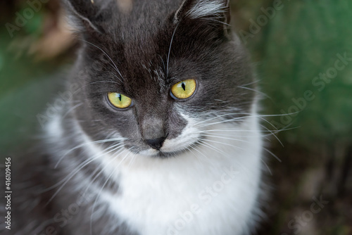 Gray cat with yellow eyes and white breast