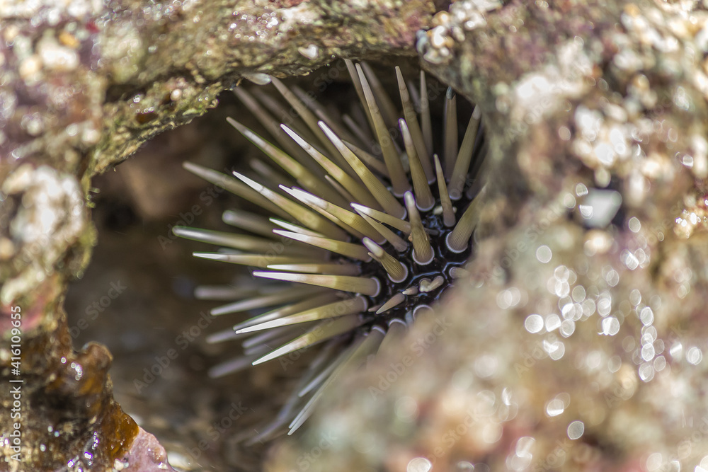 Foto de Sea urchin hid in coral in the surf. Sea urchins are members of