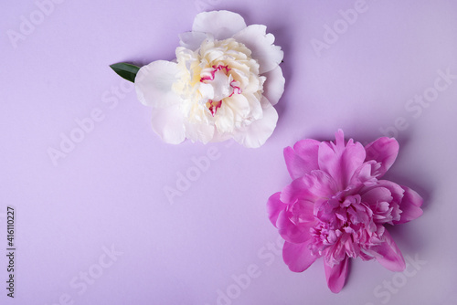 pink and white peonies  on pink background  top view