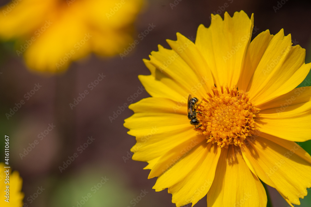 Fototapeta premium Coreopsis, Bright Yellow Tickseed Flower with Green Sweat Bee