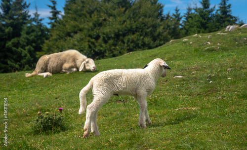 White Lamb and mother sheep on a meadow. Mom sheep sleeping, while the lamb walking on the grass. Kamnik Alps, Slovenia.