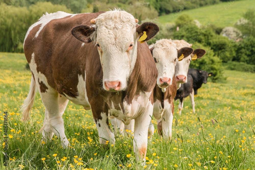 Red and white spotted cows looking into the camera and standing in green grass with yellow flowers under blue clouded sky in England. First cow in focus. Red and white spotted cows looking into the camera and standing in green grass with yellow flowers under blue clouded sky in England. First cow in focus.
