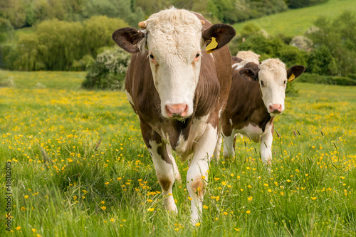 Two red and white spotted cows looking into the camera and standing in green grass with yellow flowers in England. Front cow in focus.