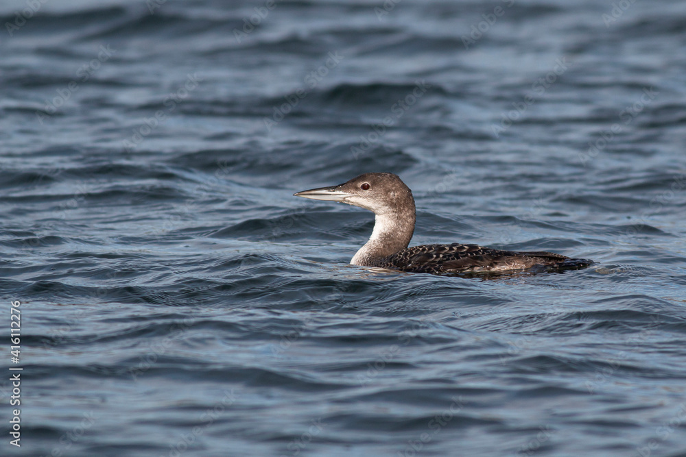 Great Northern Diver or Common Loon, Juvenile in winter plumage, swimming in choppy waters. Great Northern Diver or Common Loon, Juvenile in winter plumage, swimming in choppy waters.