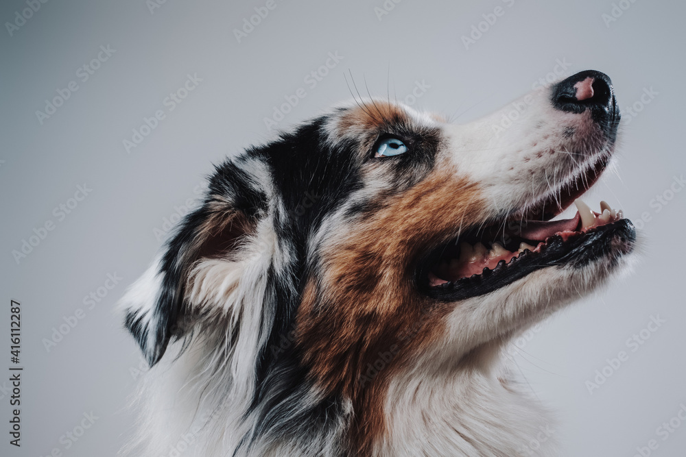 Pretty and friendly dog in white background. Best friend of human and domestic pet. Pretty and friendly dog in white background. Best friend of human and domestic pet.