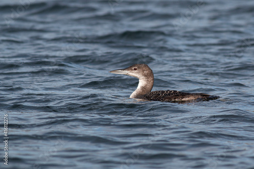Great Northern Diver or Common Loon, Juvenile in winter plumage, swimming in choppy waters.