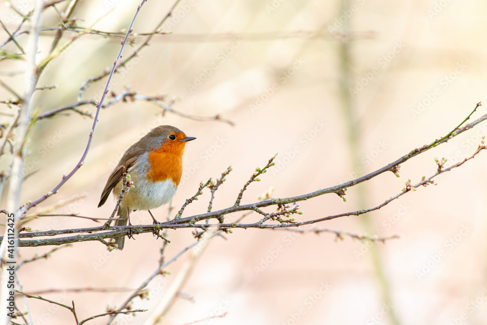 European Robin, Robin red breast, looking right whilst stood on twig, with pale orange background
