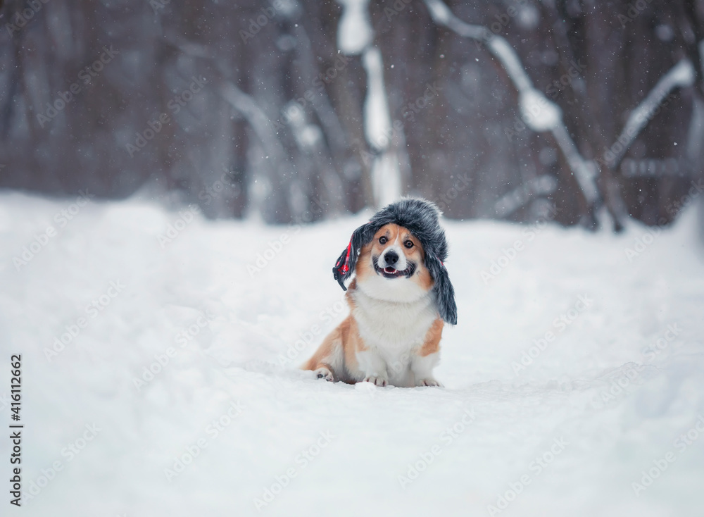 funny a corgi dog sits in a winter snow park in a warm hat with earflaps and smiles funny a corgi dog sits in a winter snow park in a warm hat with earflaps and smiles