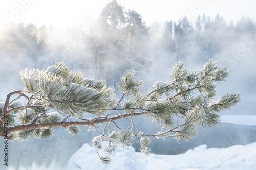 Frozen pine tree branch in morning haze