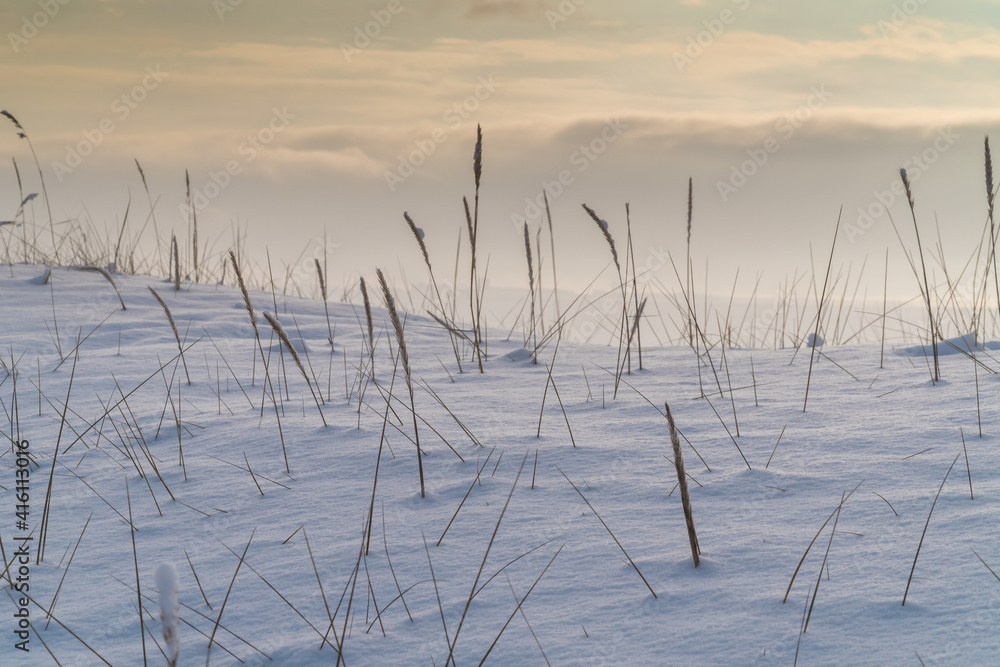 Fototapeta premium Ears of grass on the southern shore of Kotlin Island, covered with snow after a snowfall.