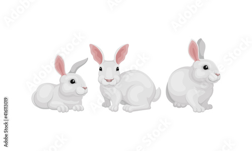 Rabbit as Small Mammal with White Coat in Different Poses Vector Set