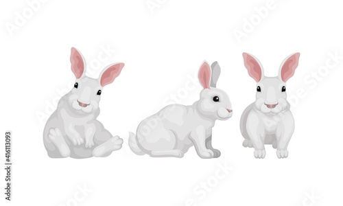 Rabbit as Small Mammal with White Coat in Different Poses Vector Set