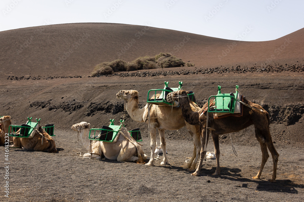 Fototapeta premium Brown camels resting and standing up on desert area by Timanfaya National park on sunny day. Tourist attraction in Lanzarote volcanic island