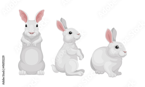 Rabbit as Small Mammal with White Coat in Different Poses Vector Set