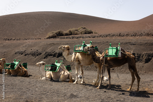Brown camels resting and standing up on desert area by Timanfaya National park on sunny day. Tourist attraction in Lanzarote volcanic island © Josu Ozkaritz