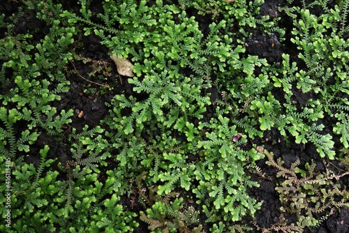 Spikemoss - Selaginella obtusa