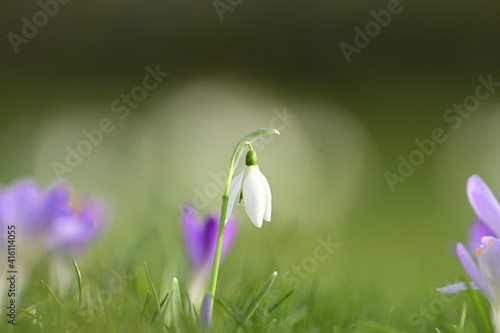 Schneeglöckchen 