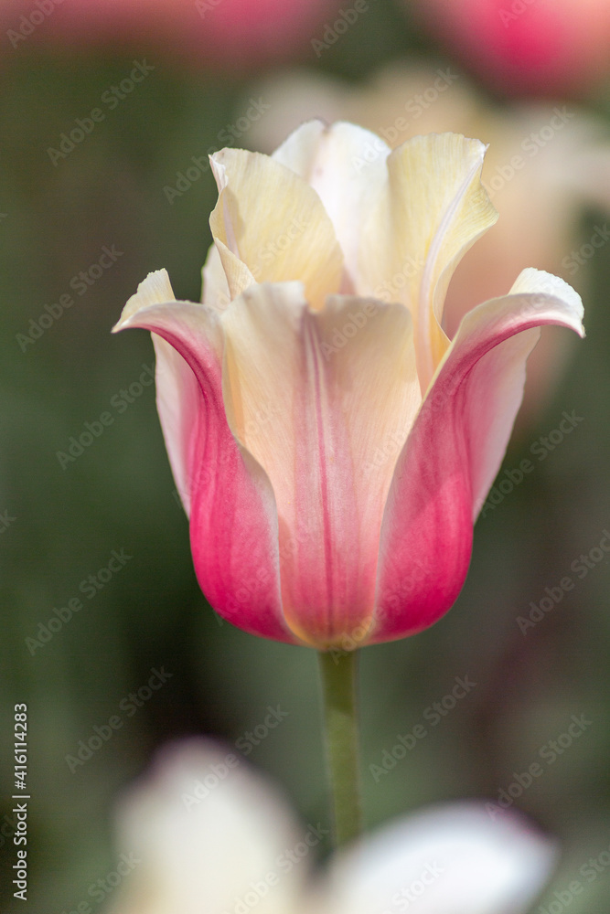 Beautiful tulip flower in spring in the park, on a blurred background, close-up. Flower cultivation culture