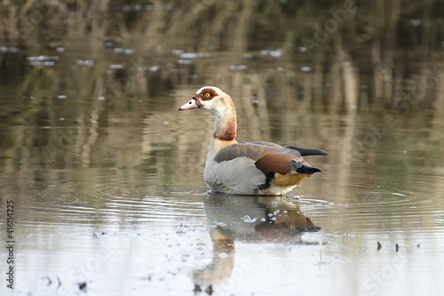 Nilgans