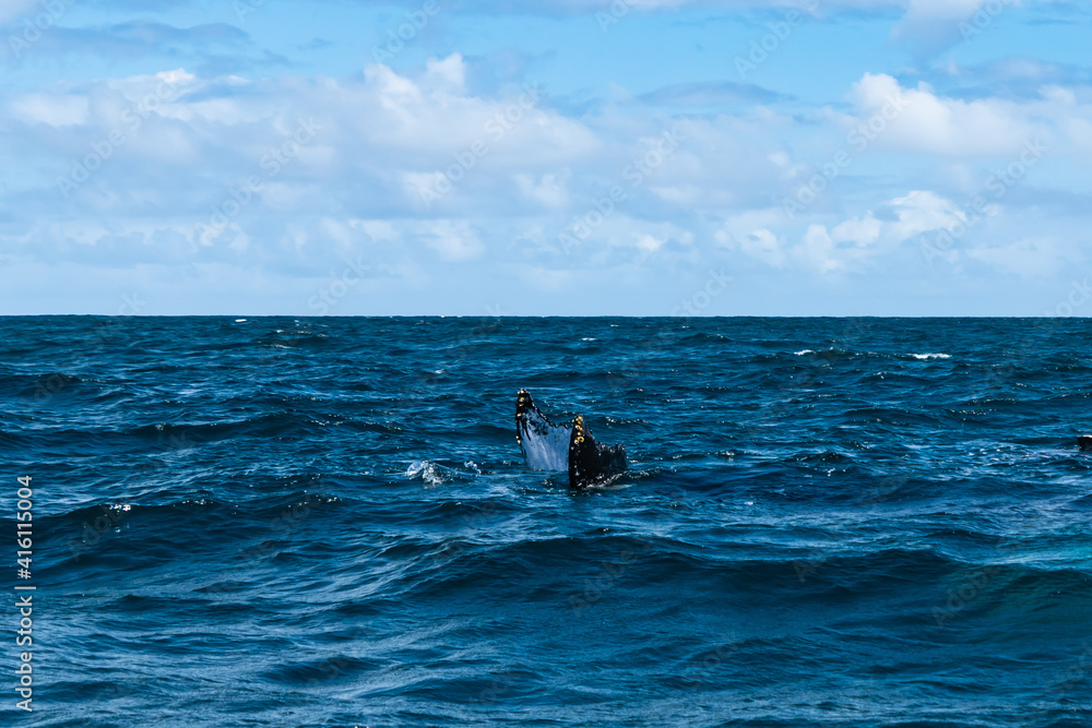 Fototapeta premium whale jumps in Dominican republic