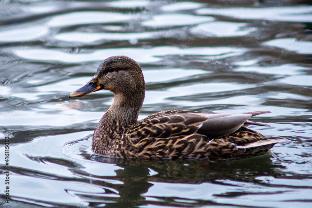 duck bird portrait view swim on lake water natural background duck bird portrait view swim on lake water natural background