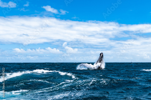 whale jumps in Dominican republic © Иван Кондырев