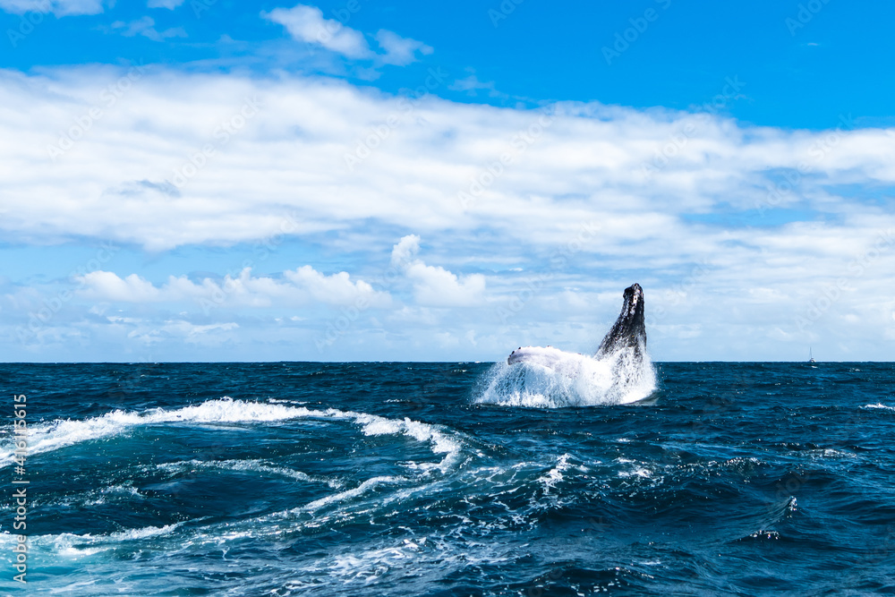 Fototapeta premium whale jumps in Dominican republic
